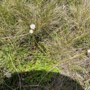 Trachymene humilis subsp. humilis at Namadgi National Park - 1 Jan 2024 02:03 PM