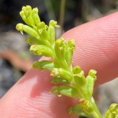 Microtis unifolia (Common Onion Orchid) at Tennent, ACT - 1 Jan 2024 by Tapirlord