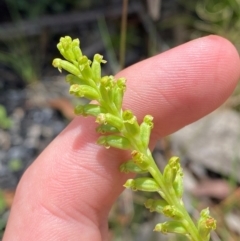 Microtis unifolia at Namadgi National Park - 1 Jan 2024