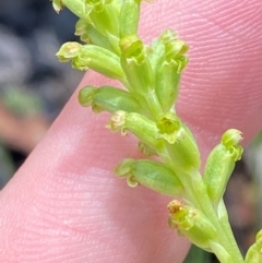 Microtis unifolia at Namadgi National Park - 1 Jan 2024