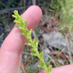 Microtis unifolia at Namadgi National Park - 1 Jan 2024
