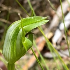 Pterostylis monticola (Large Mountain Greenhood) at Tennent, ACT - 1 Jan 2024 by Tapirlord