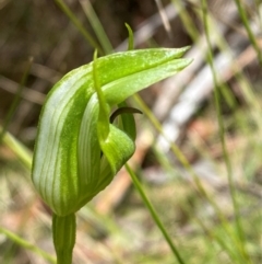 Pterostylis monticola at Namadgi National Park - 1 Jan 2024