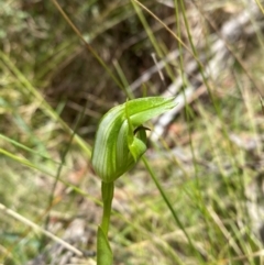 Pterostylis monticola at Namadgi National Park - 1 Jan 2024