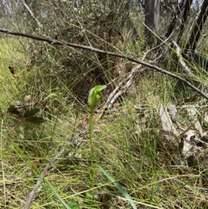 Pterostylis monticola at Namadgi National Park - 1 Jan 2024