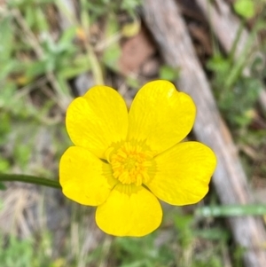 Ranunculus lappaceus at Namadgi National Park - 1 Jan 2024