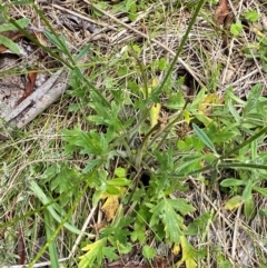 Ranunculus lappaceus at Namadgi National Park - 1 Jan 2024