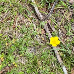 Ranunculus lappaceus at Namadgi National Park - 1 Jan 2024