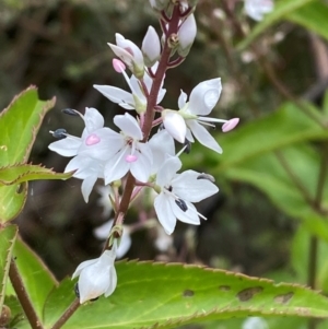 Veronica derwentiana subsp. derwentiana at Namadgi National Park - 1 Jan 2024