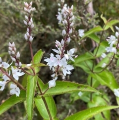 Veronica derwentiana subsp. derwentiana at Namadgi National Park - 1 Jan 2024