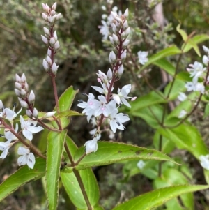 Veronica derwentiana subsp. derwentiana at Namadgi National Park - 1 Jan 2024