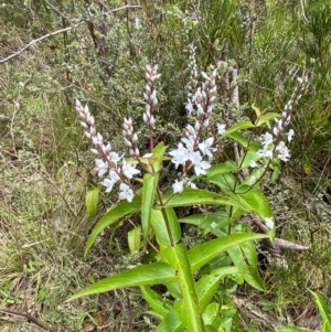 Veronica derwentiana subsp. derwentiana at Namadgi National Park - 1 Jan 2024