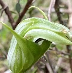 Pterostylis monticola (Large Mountain Greenhood) at Tennent, ACT - 1 Jan 2024 by Tapirlord