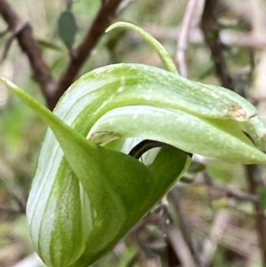 Pterostylis monticola at Namadgi National Park - suppressed