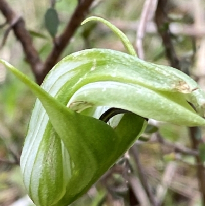 Pterostylis monticola (Large Mountain Greenhood) at Tennent, ACT - 1 Jan 2024 by Tapirlord