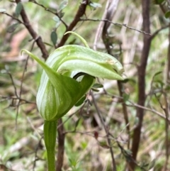 Pterostylis monticola at Namadgi National Park - suppressed