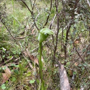 Pterostylis monticola at Namadgi National Park - 1 Jan 2024