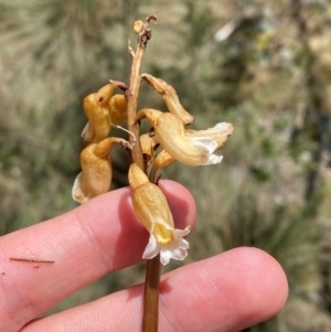 Gastrodia procera at Namadgi National Park - 1 Jan 2024