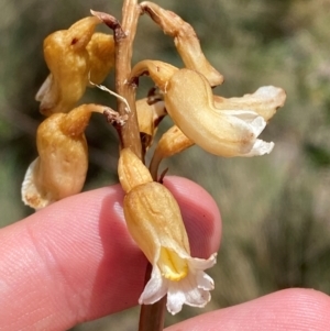 Gastrodia procera at Namadgi National Park - 1 Jan 2024