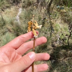 Gastrodia procera at Namadgi National Park - 1 Jan 2024