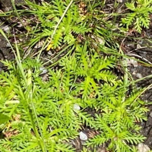 Cotula alpina at Namadgi National Park - 1 Jan 2024 01:29 PM