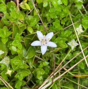 Rhytidosporum alpinum at Namadgi National Park - 1 Jan 2024