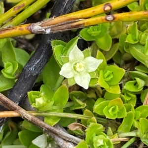 Mitrasacme serpyllifolia at Namadgi National Park - 1 Jan 2024