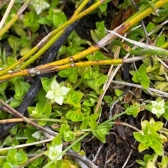 Mitrasacme serpyllifolia at Namadgi National Park - 1 Jan 2024