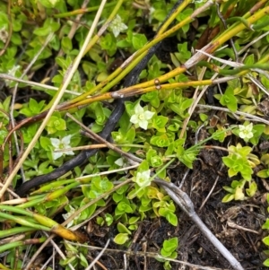 Mitrasacme serpyllifolia at Namadgi National Park - 1 Jan 2024