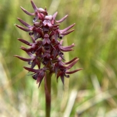 Corunastylis turfosa (Alpine midge orchid) at Tharwa, ACT - 1 Jan 2024 by Tapirlord