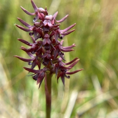 Corunastylis turfosa (Alpine midge orchid) at Namadgi National Park - 1 Jan 2024 by Tapirlord