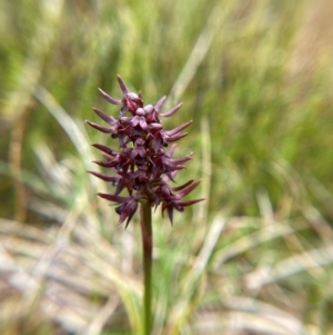 Corunastylis turfosa at Namadgi National Park - suppressed