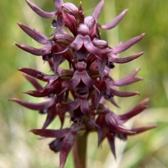 Corunastylis turfosa at Namadgi National Park - 1 Jan 2024