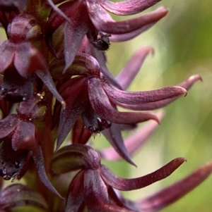 Corunastylis turfosa at Namadgi National Park - suppressed