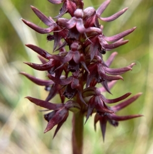 Corunastylis turfosa at Namadgi National Park - suppressed