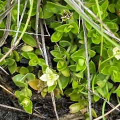 Mitrasacme serpyllifolia (Thyme Mitrewort) at Tharwa, ACT - 1 Jan 2024 by Tapirlord