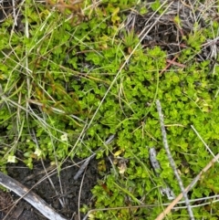 Mitrasacme serpyllifolia at Namadgi National Park - 1 Jan 2024 12:50 PM