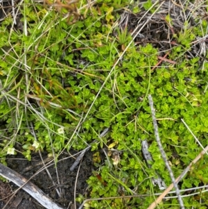 Mitrasacme serpyllifolia at Namadgi National Park - 1 Jan 2024