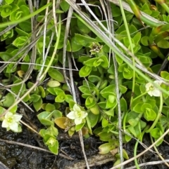 Mitrasacme serpyllifolia at Namadgi National Park - 1 Jan 2024 12:50 PM