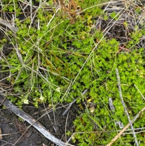 Mitrasacme serpyllifolia at Namadgi National Park - 1 Jan 2024 12:50 PM