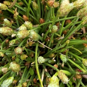 Isolepis crassiuscula at Namadgi National Park - suppressed