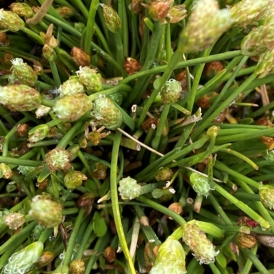 Isolepis crassiuscula (Alpine Club-rush) at Tharwa, ACT - 1 Jan 2024 by Tapirlord