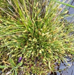 Isolepis crassiuscula at Namadgi National Park - suppressed