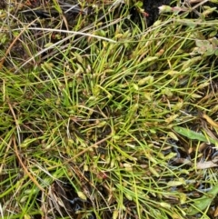 Isolepis crassiuscula at Namadgi National Park - suppressed