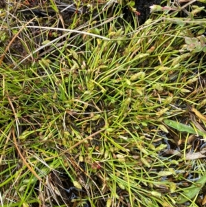 Isolepis crassiuscula at Namadgi National Park - 1 Jan 2024