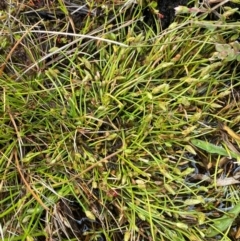 Isolepis crassiuscula at Namadgi National Park - 1 Jan 2024