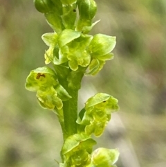 Microtis oblonga (Sweet Onion Orchid) at Tharwa, ACT - 1 Jan 2024 by Tapirlord