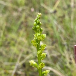 Microtis oblonga at Namadgi National Park - suppressed