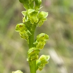 Microtis oblonga at Namadgi National Park - suppressed