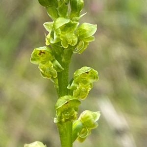 Microtis oblonga at Namadgi National Park - 1 Jan 2024